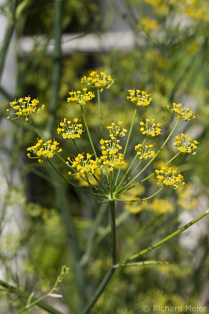 PharmaWiki - Fenchel