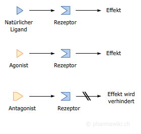 PharmaWiki - Agonisten