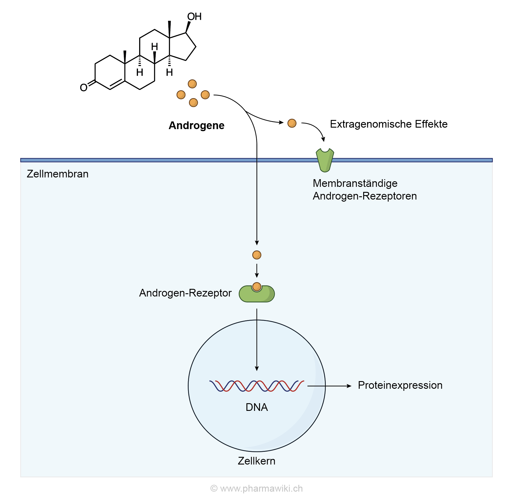 4 häufigste Probleme mit inscope21 steroide