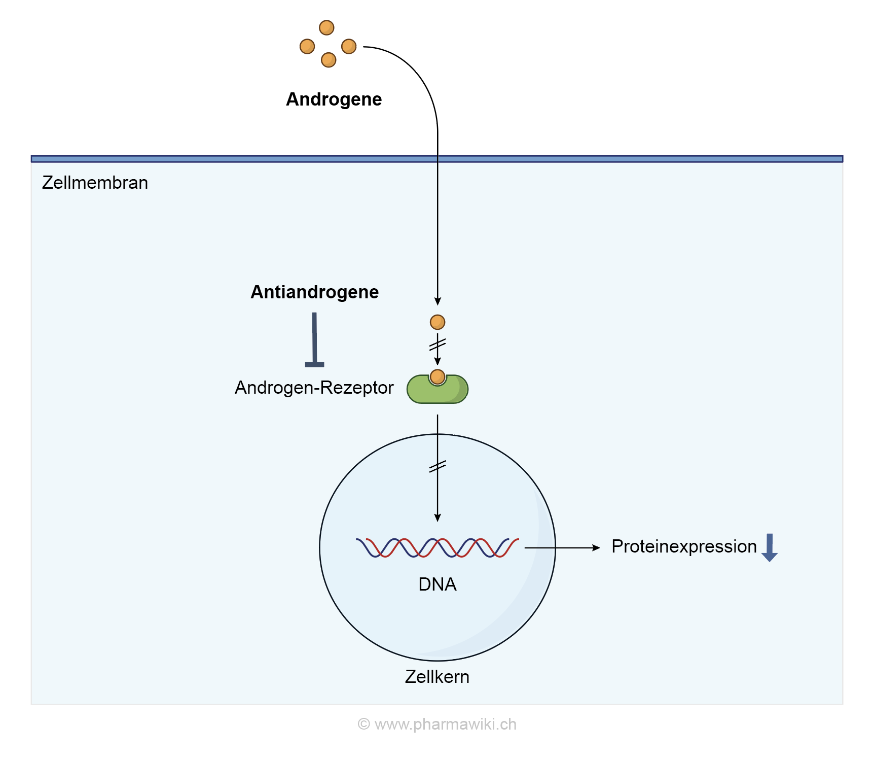 Liste antiandrogene pille Liste der