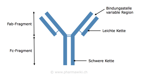 Antigene c