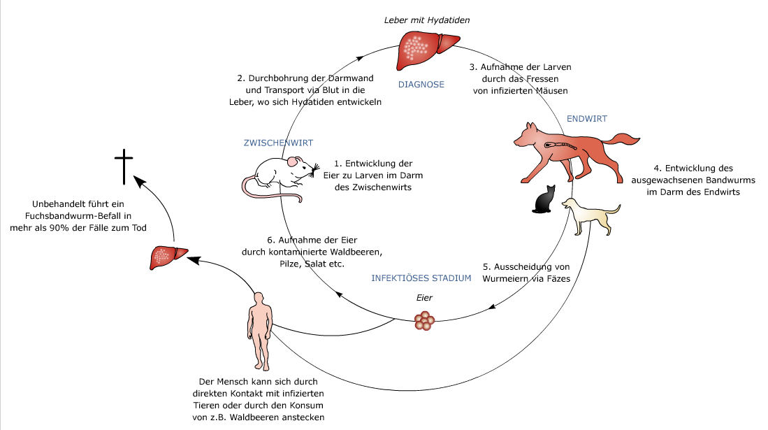 PharmaWiki Fuchsbandwurm