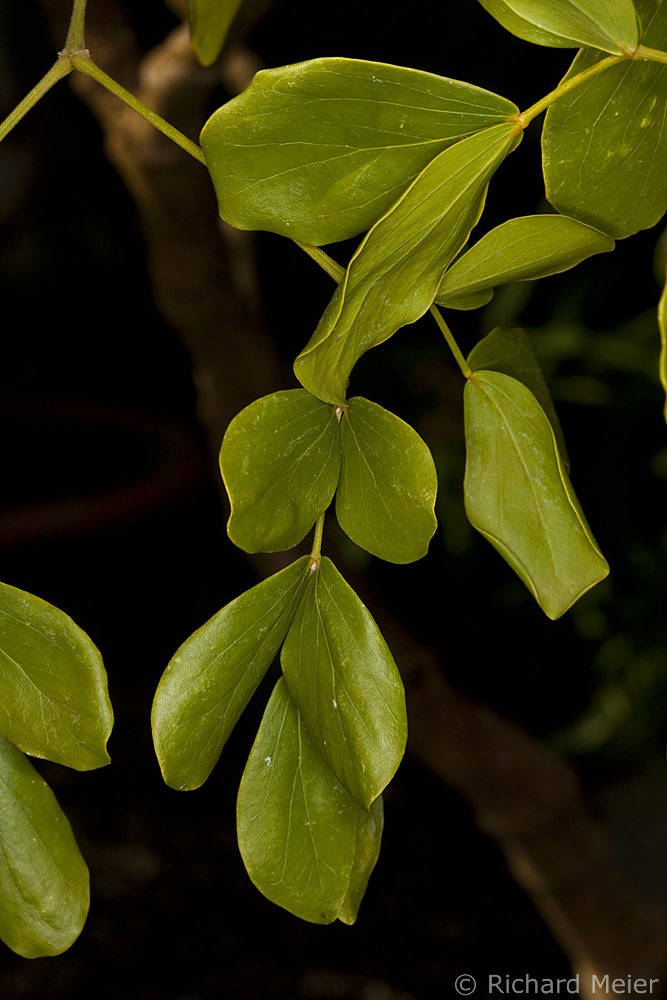 PharmaWiki GuaiacumArten