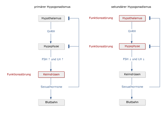 Hypogonadismus_1.png