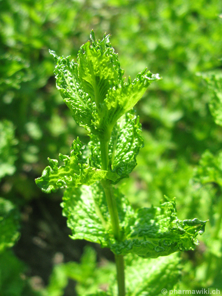 PharmaWiki - Krauseminze