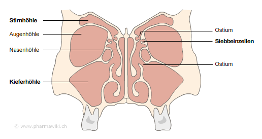 Nebenhöhlen stirn schmerzen Antibiotika bei
