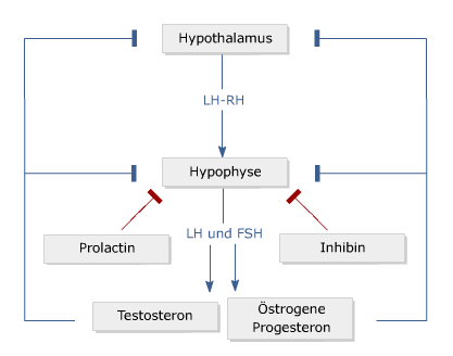 PharmaWiki - Sexualhormone PharmaWiki - Sexualhormone