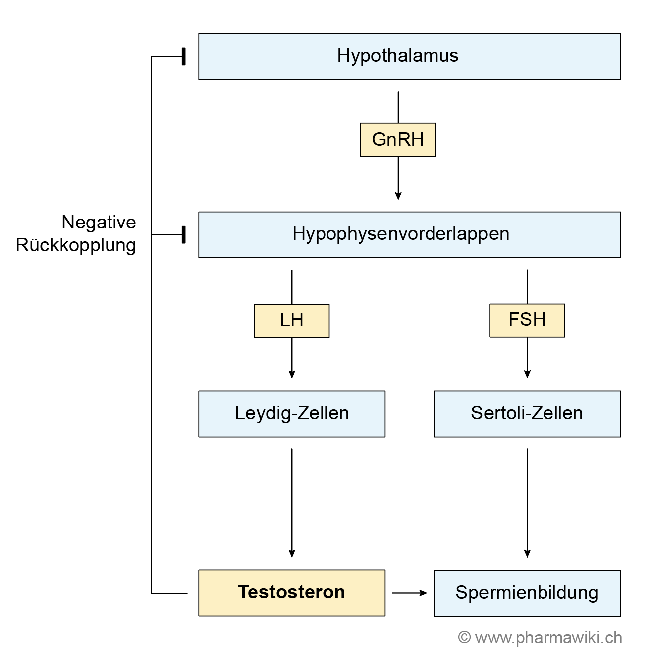 Verschwenden Sie keine Zeit! 5 Fakten zum Start wenig androgene steroide