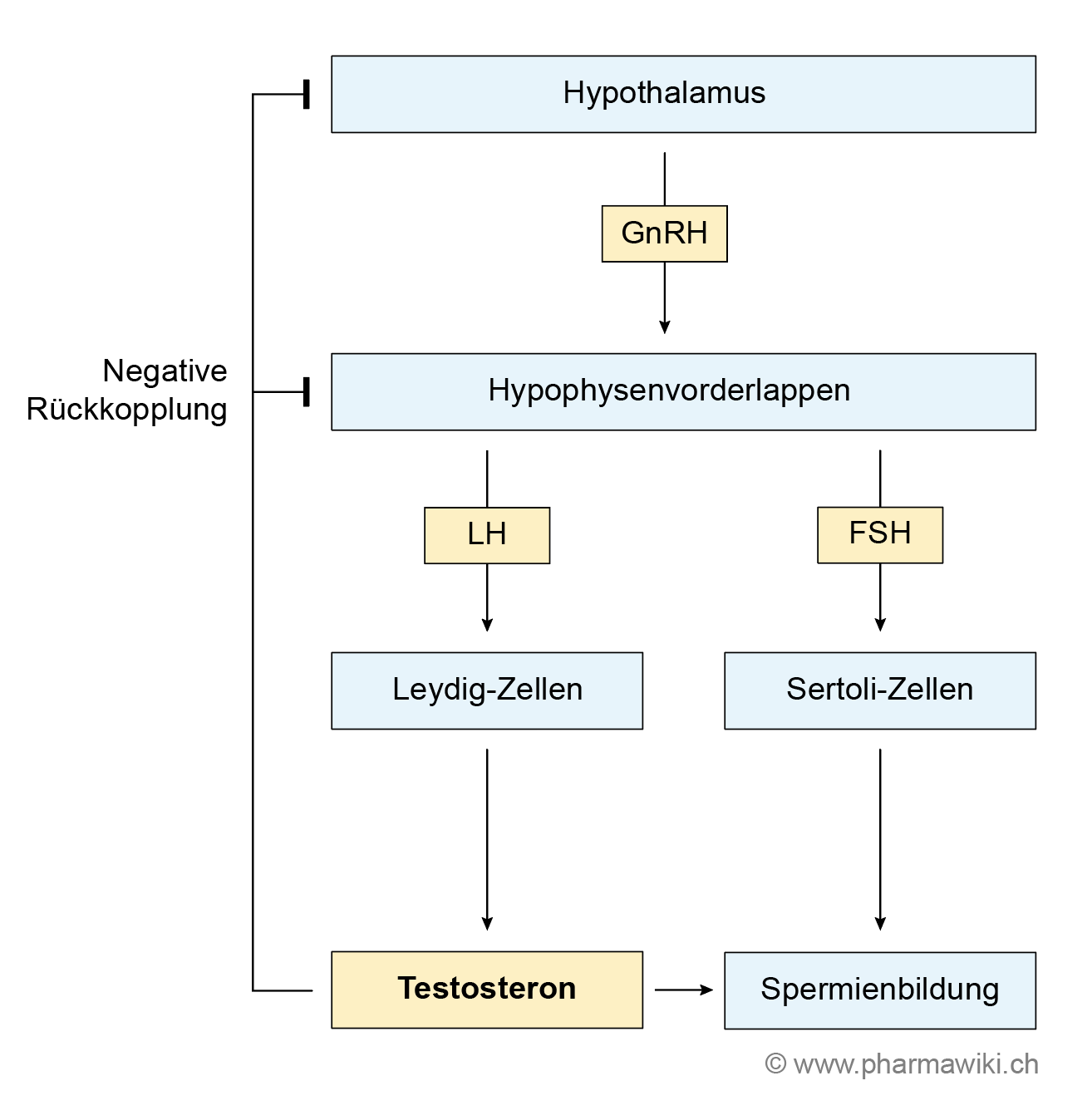 PharmaWiki Testosteron PharmaWiki Testosteron