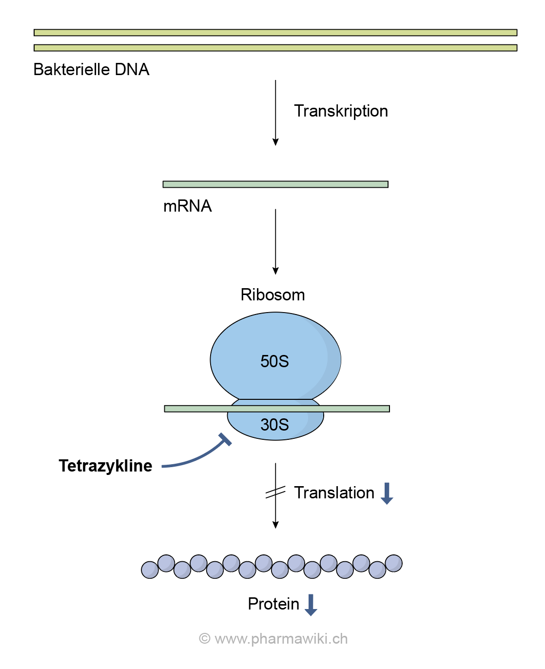 PharmaWiki Oxytetracyclin Augensalbe PharmaWiki Oxytetracyclin Augensalbe
